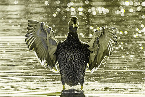 Standing Mallard Duck Flapping Wings Among Shore (Yellow Tone)