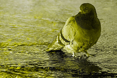 Standing Pigeon Gandering Atop River Water (Yellow Tone)