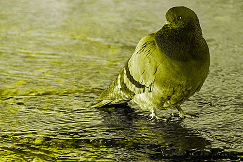 Standing Pigeon Gandering Atop River Water (Yellow Tone Photo)