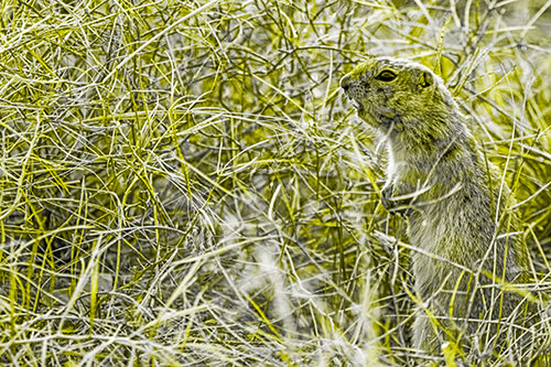 Standing Prairie Dog Snarls Towards Intruders (Yellow Tone Photo)