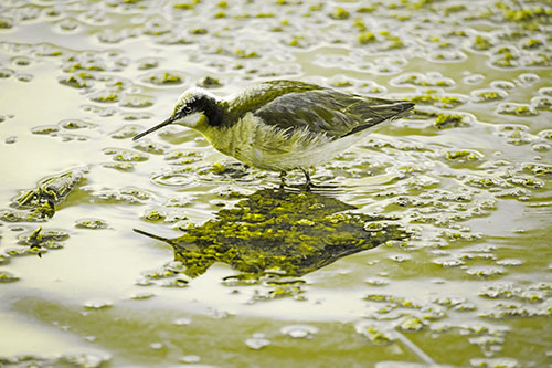 Standing Sandpiper Wading In Shallow Algae Filled Lake Water (Yellow Tone Photo)
