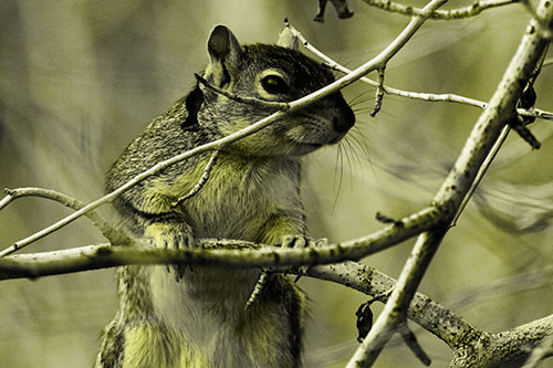 Standing Squirrel Peeking Over Tree Branch (Yellow Tone Photo)