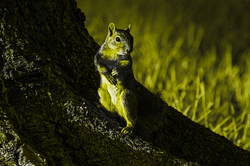 Standing Squirrel Poses Among Sloping Tree Stump (Yellow Tone)