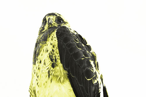 Startled Looking Rough Legged Hawk (Yellow Tone Photo)