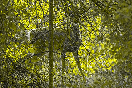 Startled White Tailed Deer Freezes Behind Chain Link Fence (Yellow Tone)