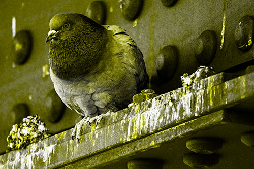 Steel Beam Perched Pigeon Keeping Watch (Yellow Tone Photo)