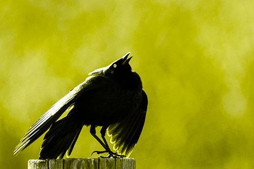 Stomping Grackle Croaking Atop Wooden Fence Post (Yellow Tone Photo)