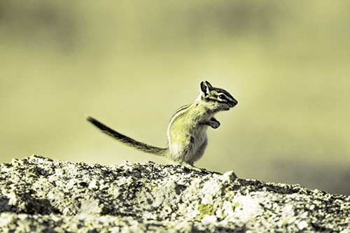 Straight Tailed Standing Chipmunk Clenching Paws (Yellow Tone)