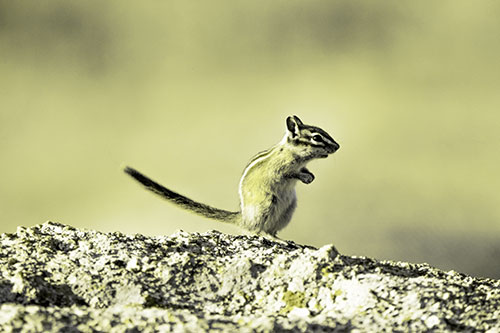 Straight Tailed Standing Chipmunk Clenching Paws (Yellow Tone Photo)