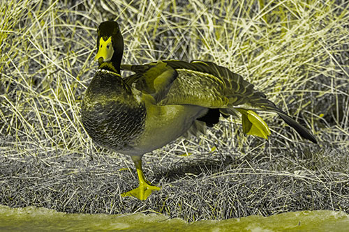 Stretching Mallard Duck Along Icy River Shoreline (Yellow Tone Photo)