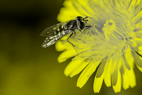 Striped Hoverfly Pollinating Flower (Yellow Tone Photo)