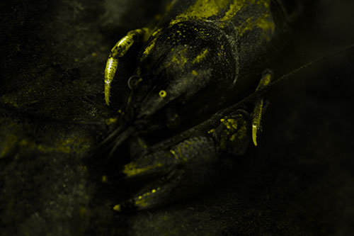 Submerged Crayfish Under Shallow Water (Yellow Tone Photo)