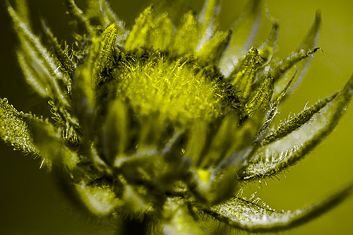Sunflower Bud Unfurling Towards Sunlight (Yellow Tone Photo)