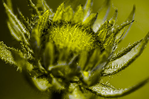 Sunflower Bud Unfurling Towards Sunlight (Yellow Tone)