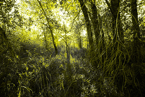 Sunlight Bursts Through Shaded Forest Trees (Yellow Tone Photo)