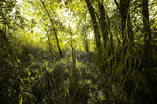 Sunlight Bursts Through Shaded Forest Trees (Yellow Tone)