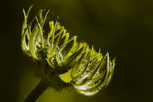 Sunlight Enters Spiky Unfurling Sunflower Bud (Yellow Tone Photo)