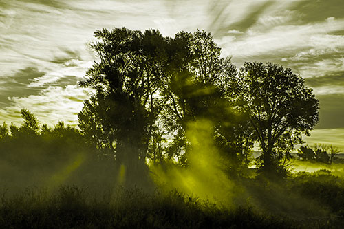 Sunlight Rays Burst Through Fog Surrounded Trees (Yellow Tone Photo)