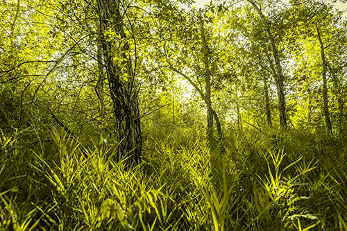 Sunrise Casts Forest Tree Shadows (Yellow Tone Photo)