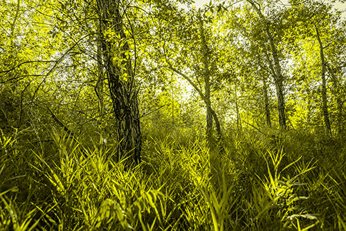 Sunrise Casts Forest Tree Shadows (Yellow Tone)
