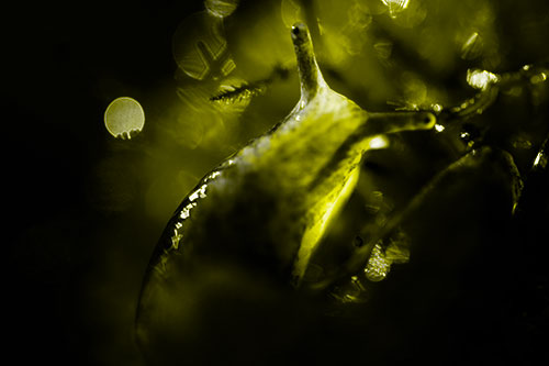 Sunshine Illuminates Translucent Marsh Slug (Yellow Tone Photo)