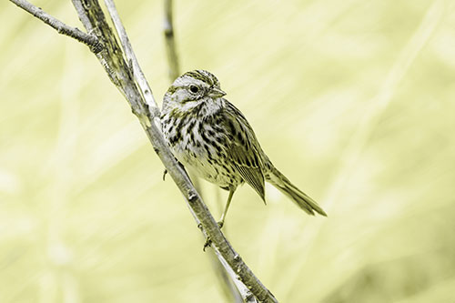 Surfing Song Sparrow Rides Tree Branch (Yellow Tone Photo)