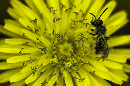 Sweat Bee Collecting Dandelion Pollen (Yellow Tone Photo)