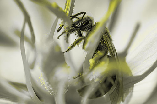 Sweat Bee Collecting Pollen Off Primrose Flower (Yellow Tone)