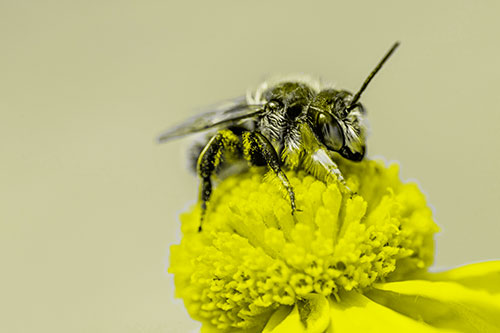 Sweat Bee Collecting Pollen Off Sneezeweed Flower (Yellow Tone)