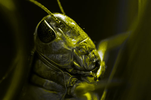 Sweaty Grasshopper Seeking Shade (Yellow Tone Photo)