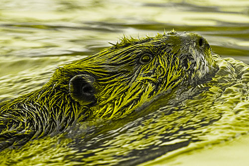 Swimming Beaver Keeping Head Above Water (Yellow Tone)