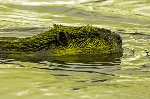 Swimming Beaver Patrols River Surroundings (Yellow Tone Photo)