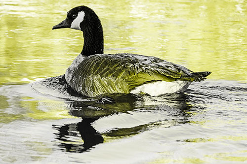 Swimming Goose Ripples Through Water (Yellow Tone)
