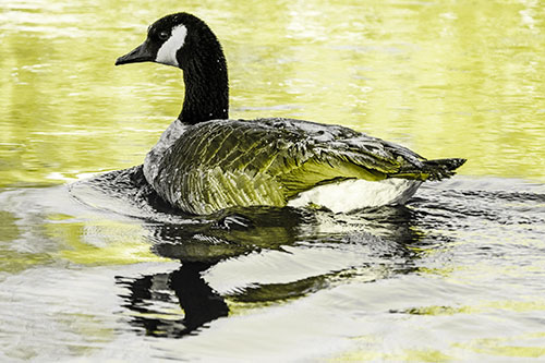 Swimming Goose Ripples Through Water (Yellow Tone Photo)