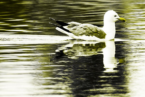 Swimming Seagull Lake Water Reflection (Yellow Tone Photo)