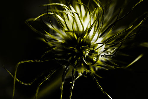 Swirling Pasque Flower Seed Head (Yellow Tone Photo)