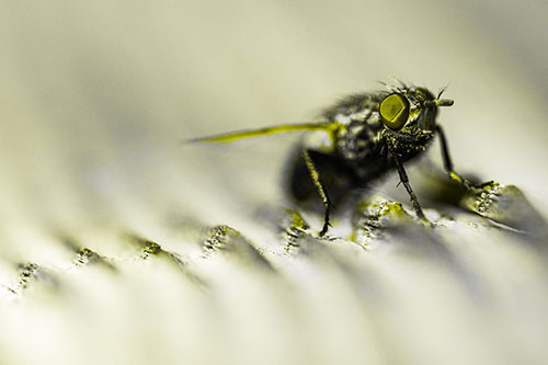 Tachinid Fly Poses Among Grooved Wood (Yellow Tone)