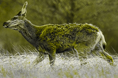 Tense Faced Mule Deer Wanders Among Blowing Grass (Yellow Tone Photo)