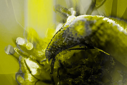 Tentacle Eyed Marsh Slug Slithering Over Flower (Yellow Tone Photo)