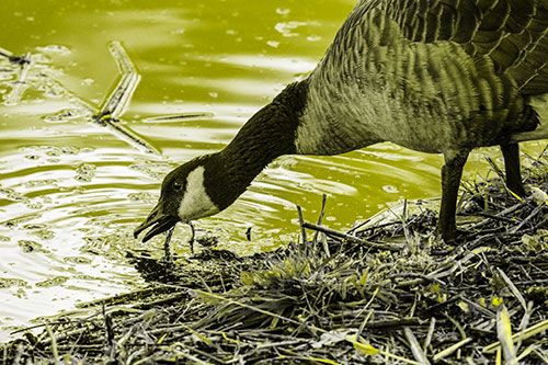 Thirsty Canadian Goose Drinking Water Along Shore (Yellow Tone)