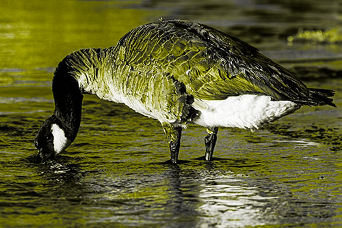 Thirsty Goose Drinking Ice River Water (Yellow Tone Photo)