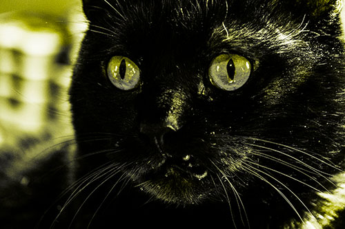 Thirsty Wide Eyed Black Cat (Yellow Tone)