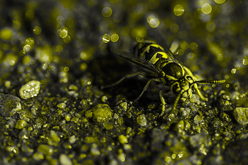 Thirsty Yellowjacket Wasp Among Soaked Sparkling Rocks (Yellow Tone Photo)