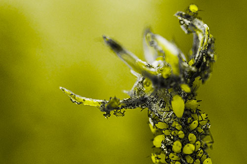 Tiny Aphids Gathered Among Milkweed Claw (Yellow Tone)