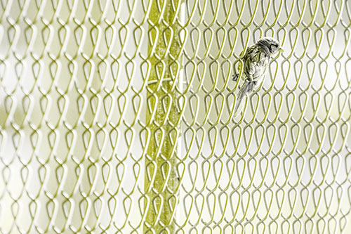 Tiny Cassins Finch Bird Clasping Chain Link Fence (Yellow Tone Photo)