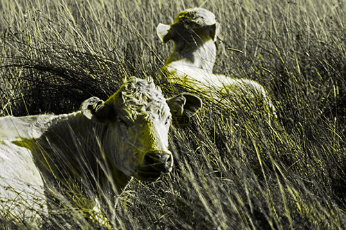 Tired Cows Lying Down Among Grass (Yellow Tone Photo)