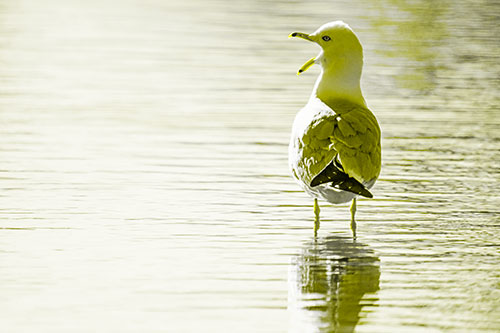 Tired Seagull Yawning Among Shallow Water (Yellow Tone)