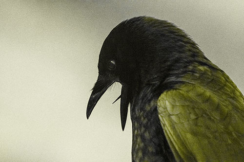 Tongue Curling Crow Cawing Downward (Yellow Tone)
