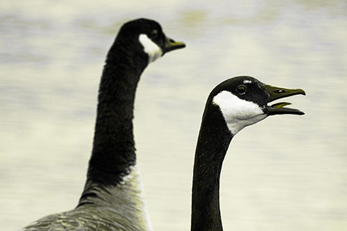 Tongue Screaming Canadian Goose Honking Towards Intruders (Yellow Tone Photo)