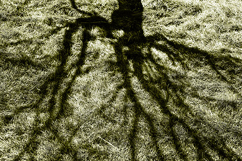 Tree Branch Shadows Creepy Crawling Over Dead Grass (Yellow Tone Photo)